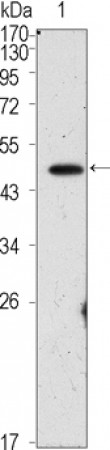 OCT4 Primary Antibody MP20384 [M3A5]