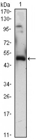 EGR1 Primary Antibody MP30029 [M8A6]