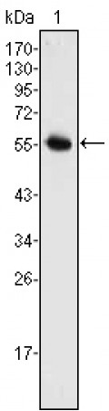 Neurogenin-3 Primary Antibody MP20379 [M6G2]