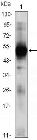 RAG2 Primary Antibody MP30031 [M4D5]
