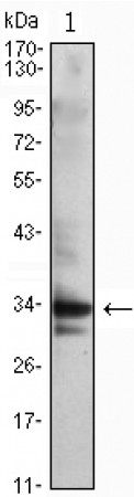 CDC2 Primary Antibody MP30040 [M8C5A7F10]
