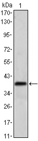 MSI1 Primary Antibody MP30177 [M2A12]