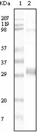 NPT Primary Antibody MP20057 [M4B4D1]
