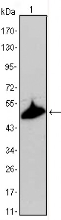 KRT15 Primary Antibody MP20410 [M6E7]