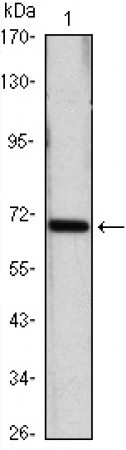 HSP70 Primary Antibody MP20421 [M5A6]