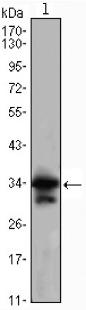 CDC2 Primary Antibody MP30038 [M8C5A6]