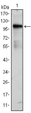 BMX Primary Antibody MP30043 [M1C6]