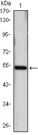 SHH Primary Antibody MP30056 [M8G3]