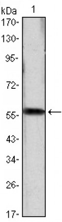 CCND1 Primary Antibody MP30059 [M3D8]