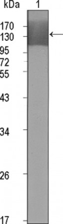 KDR Primary Antibody MP20394 [M4B4]
