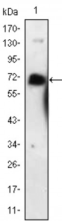 NGFR Primary Antibody MP20417 [M2F1C2]