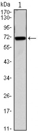 CDC27 Primary Antibody MP30064 [M5C12]