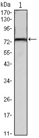 KLHL22 Primary Antibody MP30109 [M7B10]
