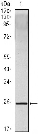 IL-10 Primary Antibody MP20011 [M3C12C12]