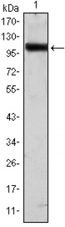 TLR2 Primary Antibody MP20424 [M2D6]