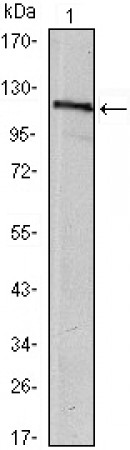 HAUSP Primary Antibody MP20428 [M5F11]