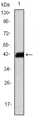 CD247 Primary Antibody MP30017 [M4B10]