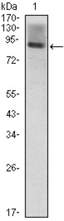 ICAM1 Primary Antibody MP30030 [M6G12]