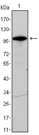DDX4 Primary Antibody MP20408 [M2F9H5]