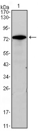 GATA3 Primary Antibody MP30050 [M7B5]