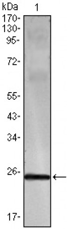 IFN-gamma Primary Antibody MP20009 [M3F1E3]