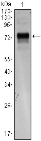 XBP1 Primary Antibody MP30035 [M1C4]