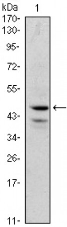 GATA1 Primary Antibody MP30046 [M4G1]