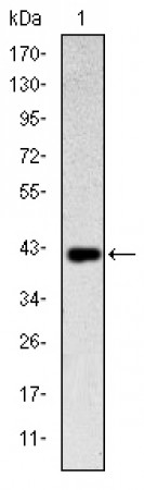 CD94 Primary Antibody MP30174 [M1H1]
