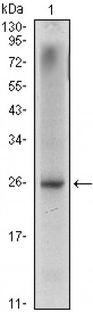 NKX3A Primary Antibody MP30027 [M4H4]