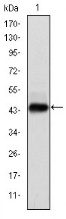 E7 Primary Antibody MP30179 [M6F3]