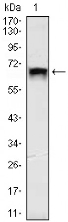 TBLR1 Primary Antibody MP20435 [M4G1]