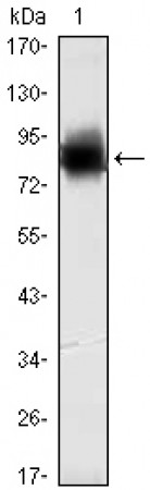 KLHL21 Primary Antibody MP30063 [M2H4]