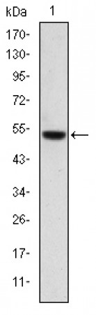 PODXL Primary Antibody MP30205 [M5D4]