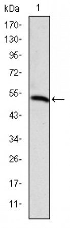 PODXL Primary Antibody MP30206 [M5F5]