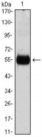 CDKN1B Primary Antibody MP30044 [M3D8]