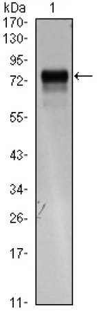 FLT4 Primary Antibody MP30060 [M4H4]