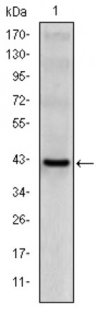 CD94 Primary Antibody MP30175 [M3G2]