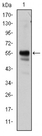 RUNX1 Primary Antibody MP30192 [M2B5]