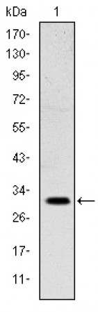 MSX1 Primary Antibody MP30197 [M5D11]