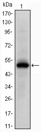 Epha10 Primary Antibody MP30208 [M2E8]