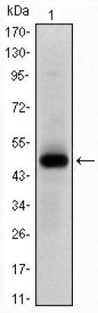 MYC Primary Antibody MP30209 [M7E10]