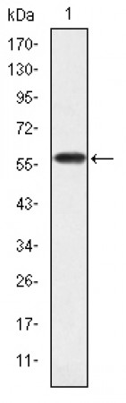 CRKL Primary Antibody MP30231 [M5E12]