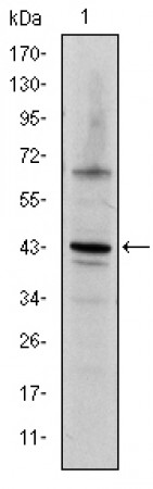 c-Jun Primary Antibody MP30254 [M4H9]