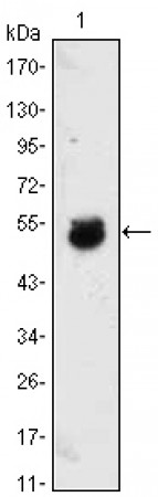 BMP4 Primary Antibody MP20415 [M10F4B4]