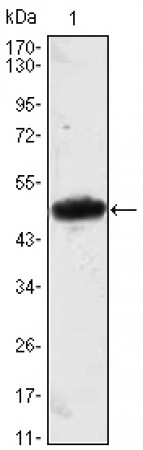 MESP1 Primary Antibody MP30054 [M1A3]