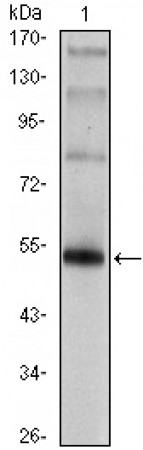 FOXP3 Primary Antibody MP30062 [M4C7]