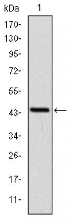 PINCH Primary Antibody MP30241 [M5G7]