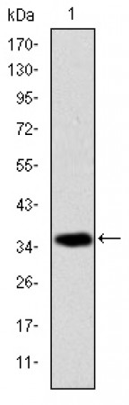 AIF Primary Antibody MP30245 [M4E7]