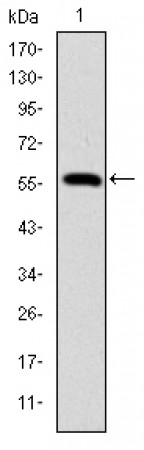 LMNA Primary Antibody MP30247 [M4E7]