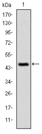 C-CBL Primary Antibody MP30250 [M3B12]